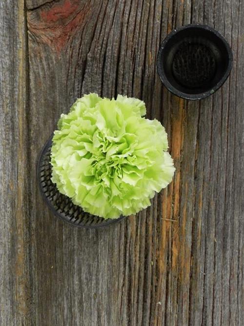 VORAGINE GREEN CARNATIONS